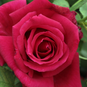 Barva rdeče češnje - Vrtnica čajevka